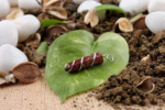 Red jasper healing pendant